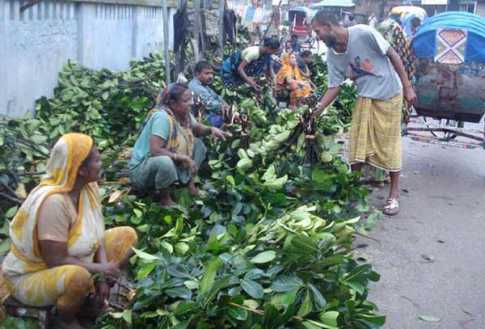 নারীকে আর্থিক স্বচ্ছলতা দিচ্ছে কাঁঠাল পাতা